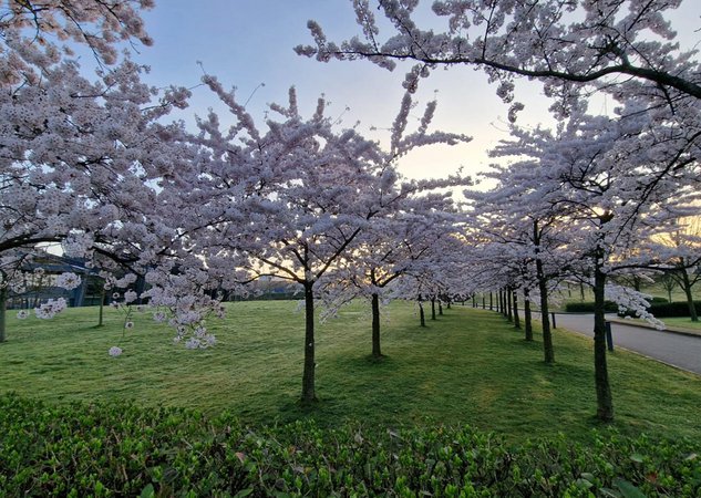 Spring awakening on the AMADA Allee