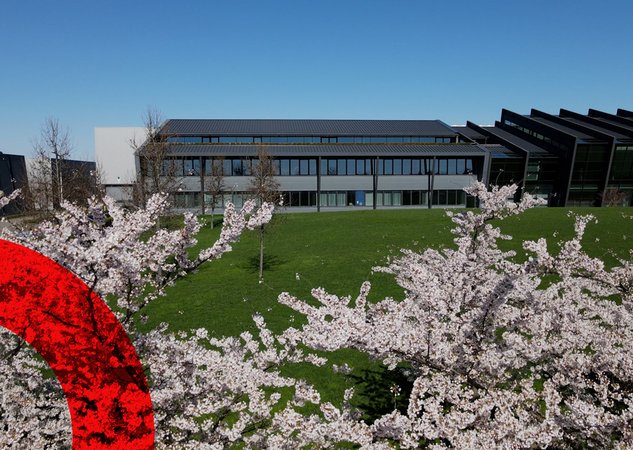 Blossoming of the Japanese cherry blossom